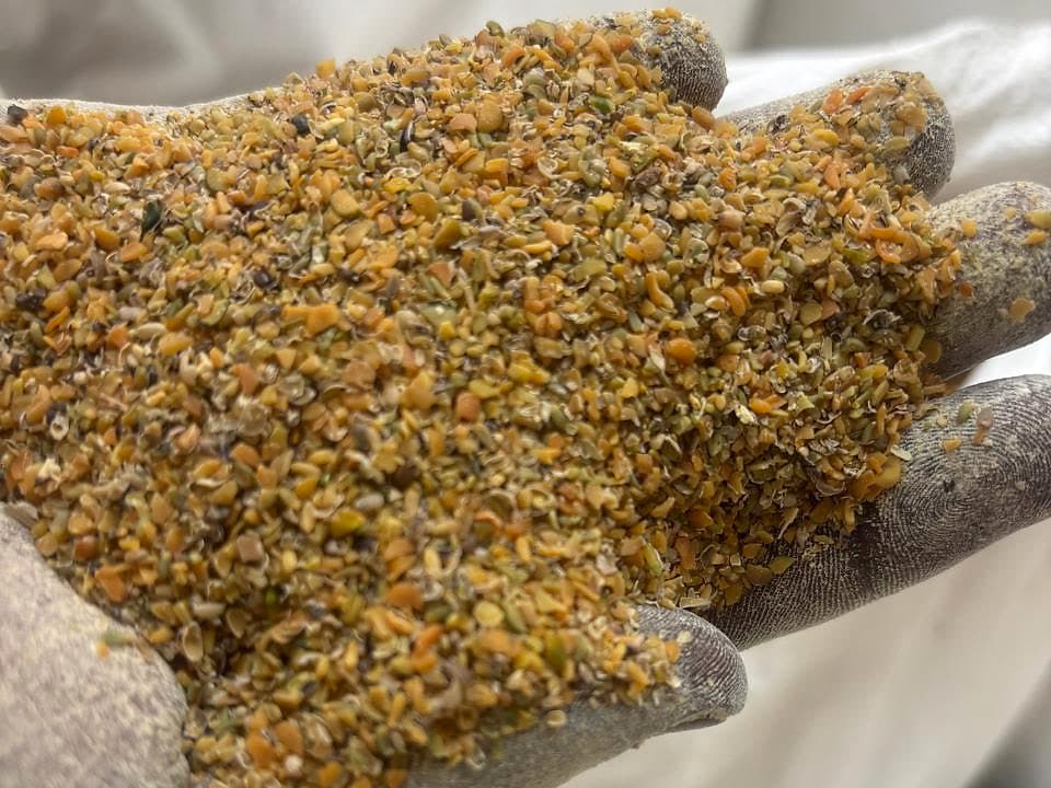 Guar meal korma held in a gloved hand, showing its coarse grain