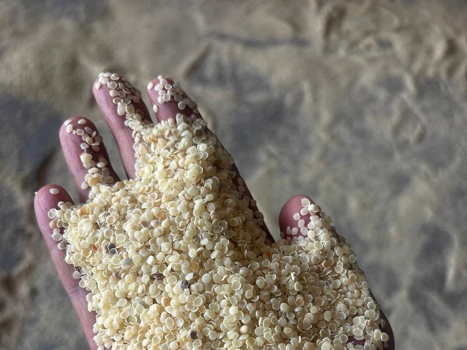 Guar gum splits — pale cream endosperm halves held in an open hand