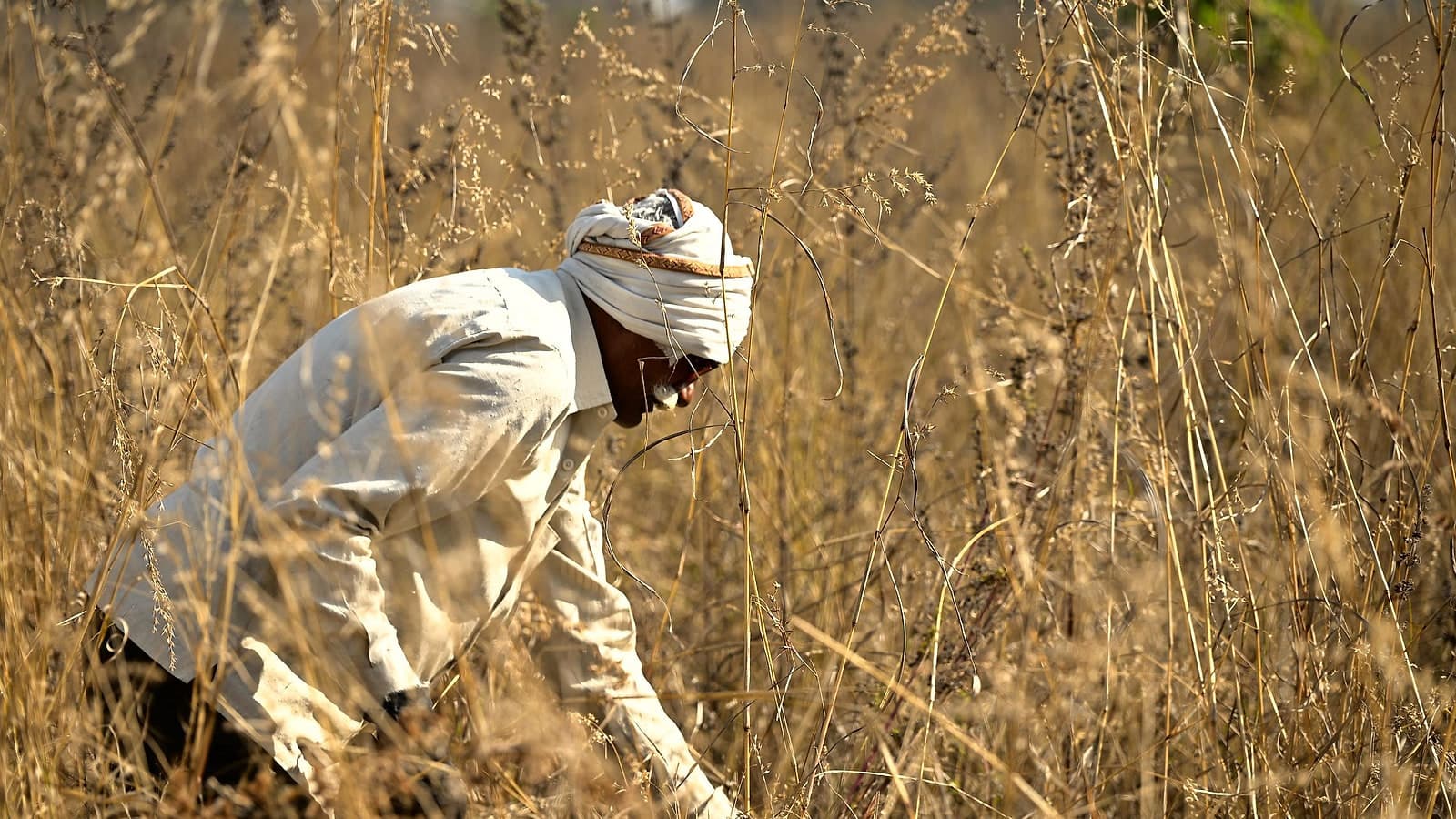 A farmer harvesting a crop by hand in dry grassland